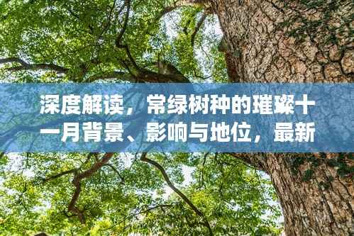 深度解读,常绿树种的璀璨十一月背景、影响与地位,最新常绿树种盘点