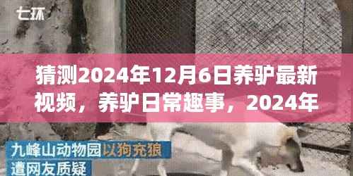养驴新篇章，日常趣事与温馨陪伴的友谊纽带，预测与展望2024年12月6日