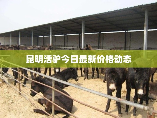 昆明活驴今日最新价格动态