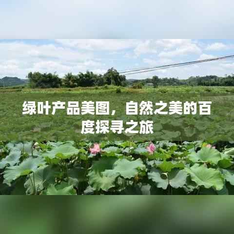绿叶产品美图,自然之美的百度探寻之旅